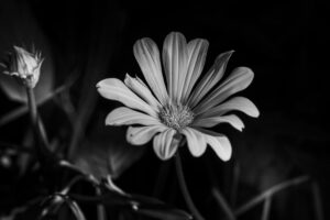 写真作品
