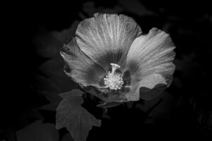 写真作品