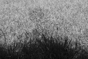 写真作品