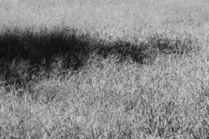 写真作品