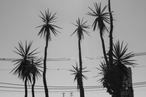 写真作品