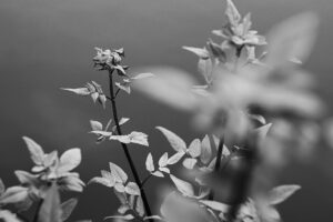 写真作品