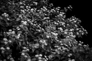 写真作品