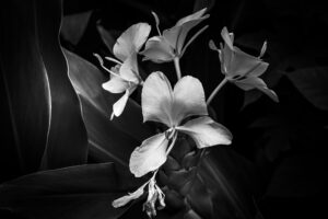 写真作品