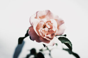 写真作品