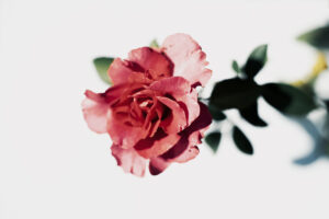写真作品