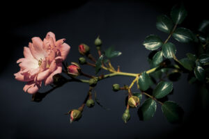 写真作品