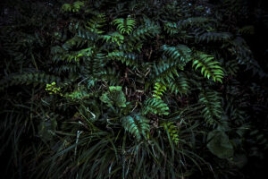 写真作品