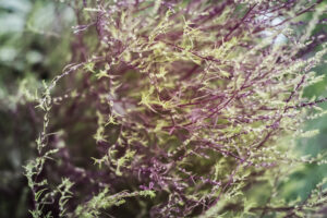 写真作品