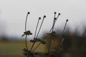 写真作品