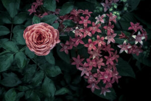 写真作品