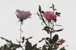 写真作品