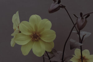 写真作品