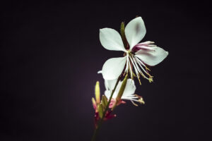 写真作品