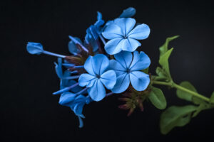 写真作品