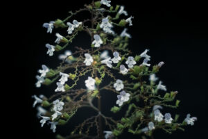 写真作品