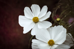 写真作品