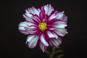写真作品