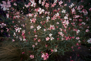写真作品