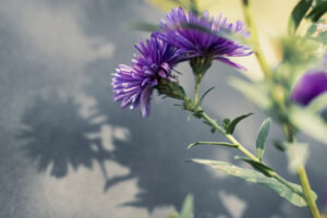 写真作品