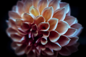 写真作品