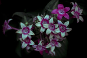 写真作品