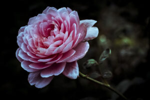写真作品