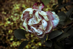 写真作品