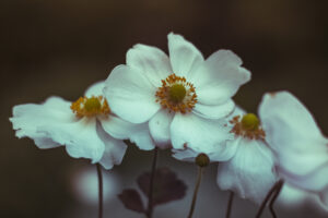 写真作品