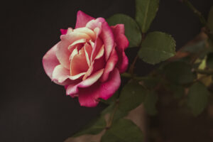 写真作品