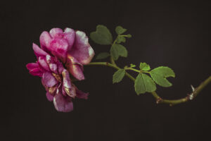 写真作品