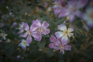 写真作品