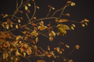 写真作品