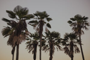 写真作品