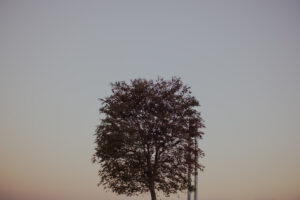 写真作品
