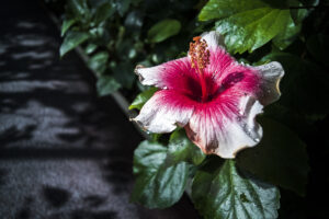写真作品