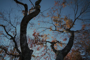 写真作品