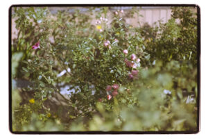 写真作品