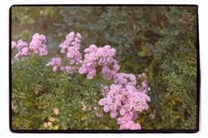 写真作品