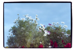 写真作品