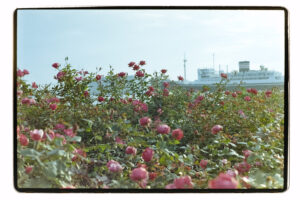 写真作品