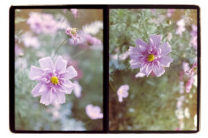 写真作品