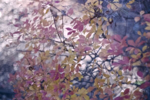 写真作品