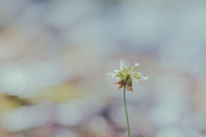 写真作品