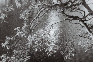写真作品