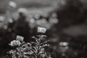 写真作品