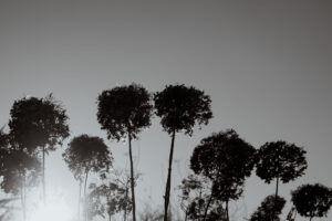 写真作品