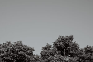 写真作品
