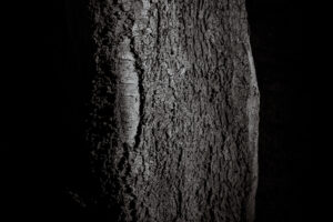 写真作品
