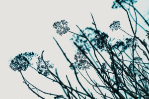 写真作品